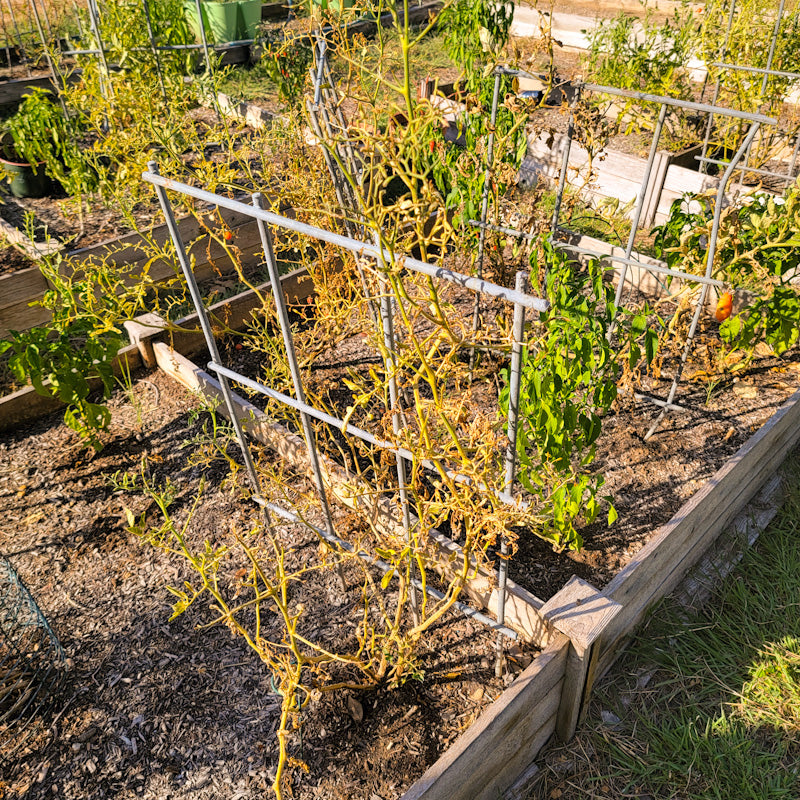 Gardening in Boerne: Tips On Beating The Drought.