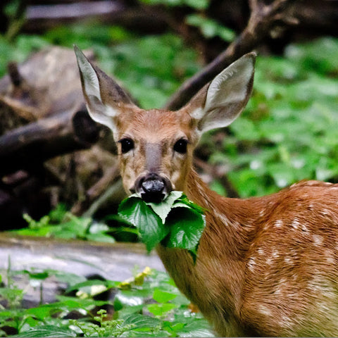 Organic Gardening (while dealing with Deer) in Boerne