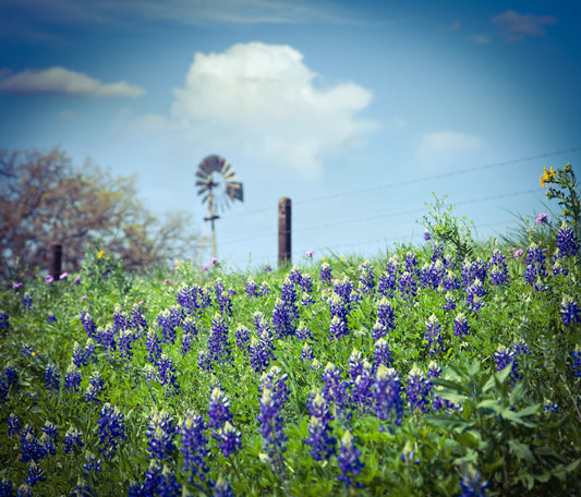 Unveiling the Uncommon Challenges of Gardening in the Texas Hill Country