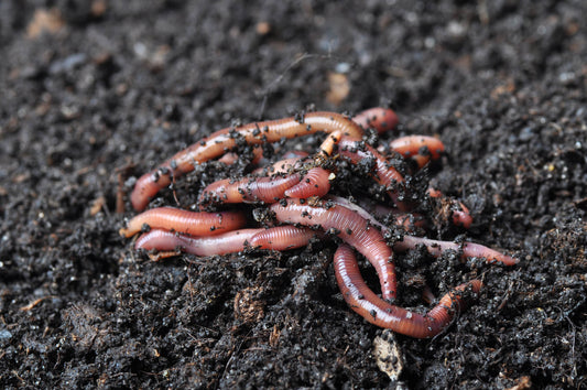 Harnessing the Power of Worm Castings: Nature's Defense Against Harmful Insects