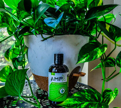 AMP Microalgae 8oz Bottle